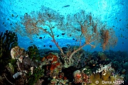 Annella reticulata Ambiance-Moga Island Inner pinacle-14m-20180530-Denis-ADER-DSC_2178_tn